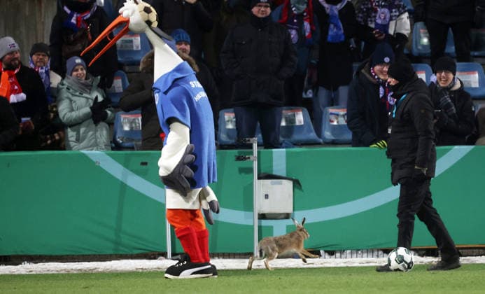 04.02.26 Holstein Kiel - VfB Stuttgart Deutschland, Kiel, 04.02.2026, Fussball, DFB-Pokal, Saison 2025 2026, Viertelfinale, Holstein Kiel - VfB Stuttgart: Stolle (Maskottchen Holstein Kiel) mit einem Hasen. *** 04 02 26 Holstein Kiel VfB Stuttgart Germany, Kiel, 04 02 2026, Football, DFB Cup, Season 2025 2026, Quarterfinals, Holstein Kiel VfB Stuttgart Stolle Mascot Holstein Kiel with a rabbit