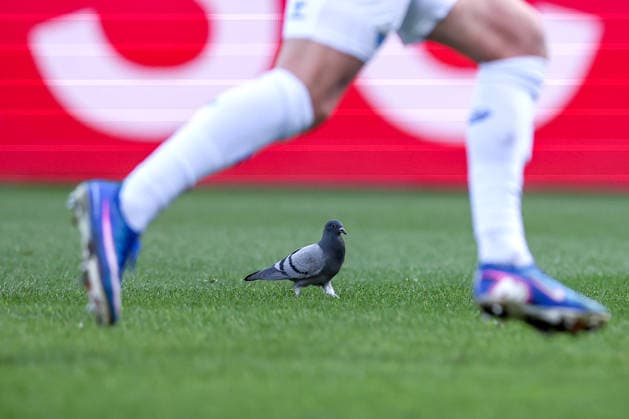 15.02.2026, Fußball, VfL Bochum - SC Paderborn 07, 2. Fußball Bundesliga, 22. Spieltag, Vonovia Ruhrstadion, Saison 2025 2026: Eine Taube im Strafraum auf dem Spielfeld DFB regulations prohibit any use of photographs as image sequences and or quasi-video. Nordrhein-Westfalen Deutschland