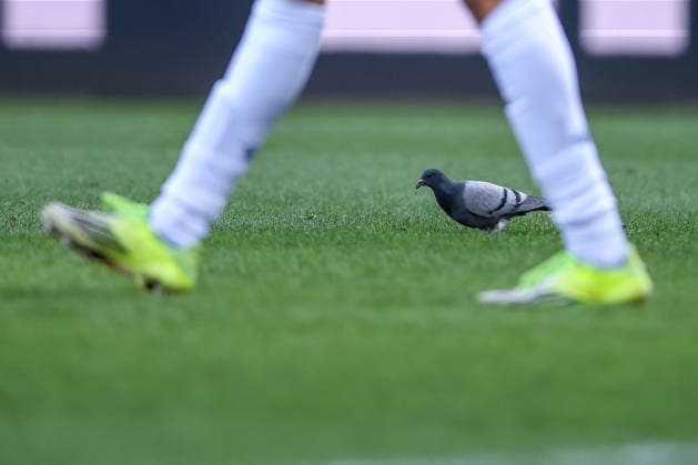 15.02.2026, Fußball, VfL Bochum - SC Paderborn 07, 2. Fußball Bundesliga, 22. Spieltag, Vonovia Ruhrstadion, Saison 2025 2026: Eine Taube im Strafraum auf dem Spielfeld DFB regulations prohibit any use of photographs as image sequences and or quasi-video. Nordrhein-Westfalen Deutschland