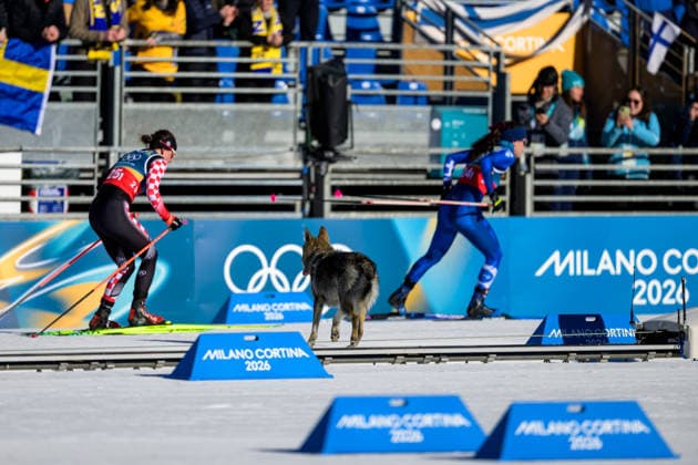 260218 A dog on the tracks in the women s free technique team sprint cross-country skiing qualification during day 12 of the 2026 Winter Olympics on February 18, 2026 in Val di Fiemme. Photo: Maxim Thore BILDBYRAN kod MT MT0993 skidor cross-country skiing langrenn Olympic Games, Olympische Spiele, Olympia, OS olympics winter olympics os ol olympiska spel vinter-os olympiske leker milano cortina 2026 milan cortina 2026 milano cortina 2026 olympic games milano cortina 2026 winter olympic games milano cortina-os milano cortina-ol vinter-ol 12 bbeng teamsprint hund *** 260218 A dog on the tracks in the women s free technique team sprint cross country skiing qualification during day 12 of the 2026 Winter Olympics on February 18, 2026 in Val di Fiemme Photo Maxim Thore BILDBYRAN kod MT MT0993 skidor cross country skiing langrenn olympic games olympics winter olympics os ol olympiska spel vinter os olympiske leker milano cortina 2026 milan cortina 2026 milano cortina 2026 olympic games milano cortina 2026 winter olympic games milano cortina os milano cortina ol vinter ol 12 bbeng teamsprint hund  Copyright: MAXIMxTHORE BB260218MT010