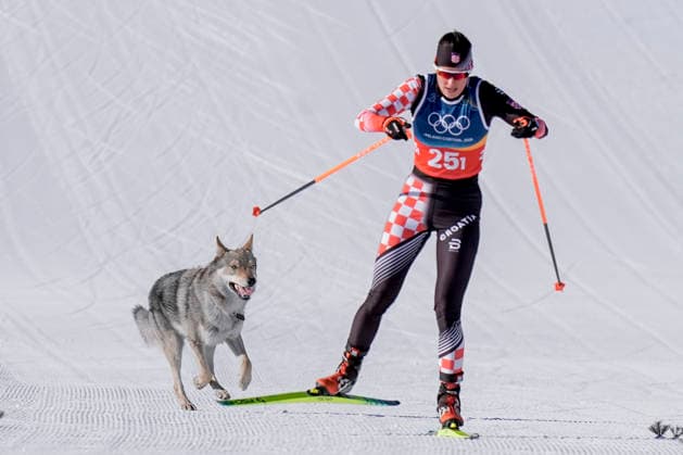 Winter Olympics in Milan Cortina 2026 Val di Fiemme, Italy 20260218. A dog on the trail during the cross-country team sprint at Lago di Tesero during the Winter Olympics in Milano Cortina 2026. Photo: Terje Pedersen NTB Val di Fiemme Italy EDITORIAL USE ONLY. RESTRICTED USE FOR BETTING COMPANIES Ref:_SPOVDPA6zs2p3I.jpg *** Winter Olympics in Milan Cortina 2026 Val di Fiemme, Italy 20260218 A dog on the trail during the cross country team sprint at Lago di Tesero during the Winter Olympics in Milan Cortina 2026 Photo Terje Pedersen NTB Val di Fiemme Italy EDITORIAL USE ONLY RESTRICTED USE FOR BETTING COMPANIES  Copyright: xTerjexPedersenx xNTBx