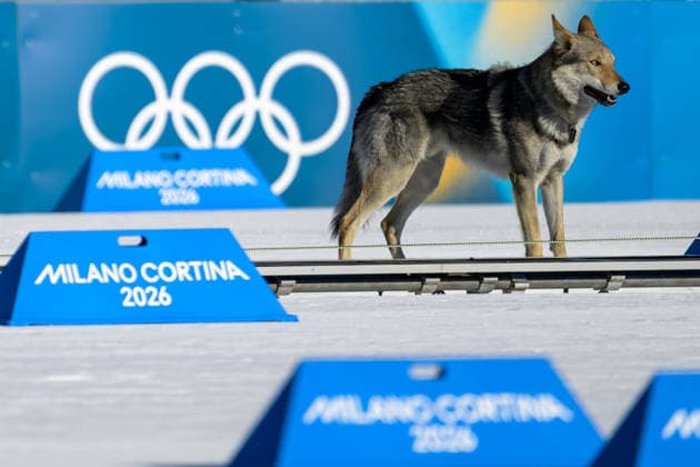 260218 A dog on the tracks in the women s free technique team sprint cross-country skiing qualification during day 12 of the 2026 Winter Olympics on February 18, 2026 in Val di Fiemme. Photo: Maxim Thore BILDBYRAN kod MT MT0993 skidor cross-country skiing langrenn Olympic Games, Olympische Spiele, Olympia, OS olympics winter olympics os ol olympiska spel vinter-os olympiske leker milano cortina 2026 milan cortina 2026 milano cortina 2026 olympic games milano cortina 2026 winter olympic games milano cortina-os milano cortina-ol vinter-ol 12 bbeng teamsprint hund *** 260218 A dog on the tracks in the women s free technique team sprint cross country skiing qualification during day 12 of the 2026 Winter Olympics on February 18, 2026 in Val di Fiemme Photo Maxim Thore BILDBYRAN kod MT MT0993 skidor cross country skiing langrenn olympic games olympics winter olympics os ol olympiska spel vinter os olympiske leker milano cortina 2026 milan cortina 2026 milano cortina 2026 olympic games milano cortina 2026 winter olympic games milano cortina os milano cortina ol vinter ol 12 bbeng teamsprint hund  Copyright: MAXIMxTHORE BB260218MT021