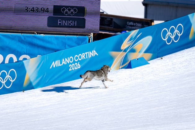 OLYMPICS - Winter Olympic Games, Olympische Spiele, Olympia, OS Milano Cortina 2026 TESERO,ITALY,18.FEB.26 - OLYMPICS, NORDIC SKIING, CROSS COUNTRY SKIING - Winter Olympic Games Milano Cortina 2026, team sprint free, men, women, qualification. Image shows a dog on the track during the race.  GEPAxpictures xMatthiasxTrinkl
