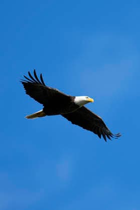 March 14, 2026, Ponte Vedra, Florida, USA: March 14, 2026, Ponte Vedra, Florida.A bald eagle flies about the stadium course during the third round of The PLAYERS Championship at TPC Sawgrass. Ponte Vedra USA - ZUMAd212 20260314_zsp_d212_008 Copyright: xRichardxDolex