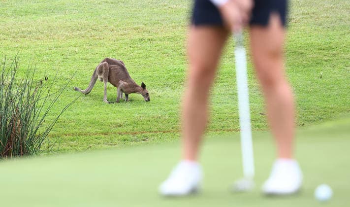 GOLF AUSTRALIAN WPGA, A kangaroo is seen during the 2026 Australian WPGA Championship at Sanctuary Cove Golf and Country Club on the Gold Coast, Thursday, March 19, 2026. ( NO ARCHIVING, EDITORIAL USE ONLY GOLD COAST QUEENSLAND AUSTRALIA  Copyright: xx 20260319122821169918