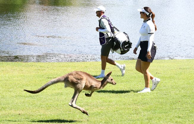 GOLF AUSTRALIAN WPGA, Australia s Hannah Green walks past kangaroos on the 6th hole during the 2nd round of the 2026 Australian WPGA Championship at Sanctuary Cove Golf and Country Club on the Gold Coast, Friday March 20, 2026. ( NO ARCHIVING, EDITORIAL USE ONLY GOLD COAST QUEENSLAND AUSTRALIA  Copyright: xx 20260320126132625562