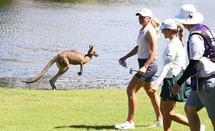 GOLF AUSTRALIAN WPGA, New Zealand s Amelia Garvey walks past kangaroos on the 6th hole during the 2nd round of the 2026 Australian WPGA Championship at Sanctuary Cove Golf and Country Club on the Gold Coast, Friday March 20, 2026. ( NO ARCHIVING, EDITORIAL USE ONLY GOLD COAST QUEENSLAND AUSTRALIA  Copyright: xx 20260320119497593270