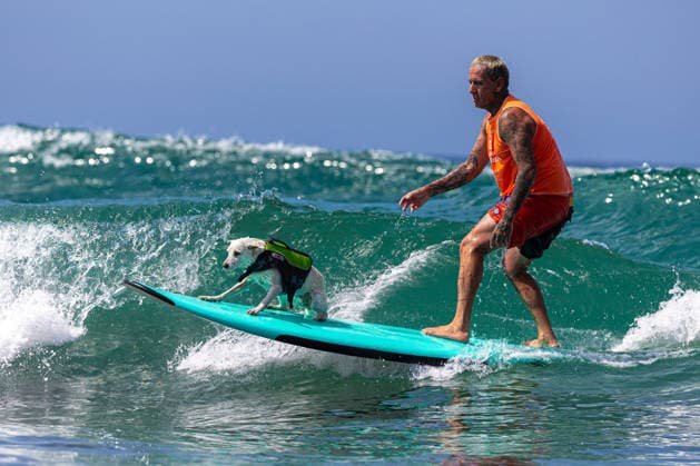 March 30, 2026: Sugar, a legendary five-time World Dog Surfing Championship winning rescue dog from Huntington Beach, California, has died following a battle with cancer. The beloved 16-year old therapy dog was the first canine inducted into the Surfers Hall of Fame. FILE PHOTO SHOT ON: September 8, 2024, San Diego, California, USA: legendary five-time World Dog Surfing Champion Sugar surfing with human partner RYAN RUSTAN at the 2024 Surfdog Surfathon. San Diego USA - ZUMAhd1_ 20240908_mda_hd1_006 Copyright: xRobertaxHoldenx
