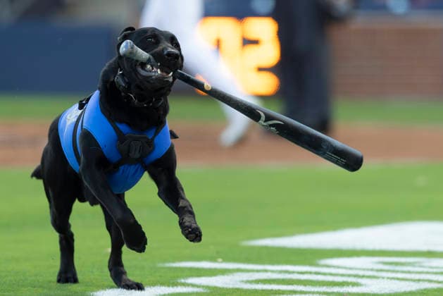 MLB, Baseball Herren, USA Lehigh Valley Iron Pigs at Durham Bulls Durham, NC: Champ, the official bat dog for the Durham Bulls retrieves a bat during an MiLB game against the Lehigh Valley IronPigs on Tuesday, March 31, 2026 at Durham Bulls Athletic Park. The Iron Pigs beat the Bulls 4-3. (Brian Villanueva Image of Durham North Carolina USA EDITORIAL USE ONLY Copyright: xImagexofxSportx BrianxVillanuevax iosphotos403542