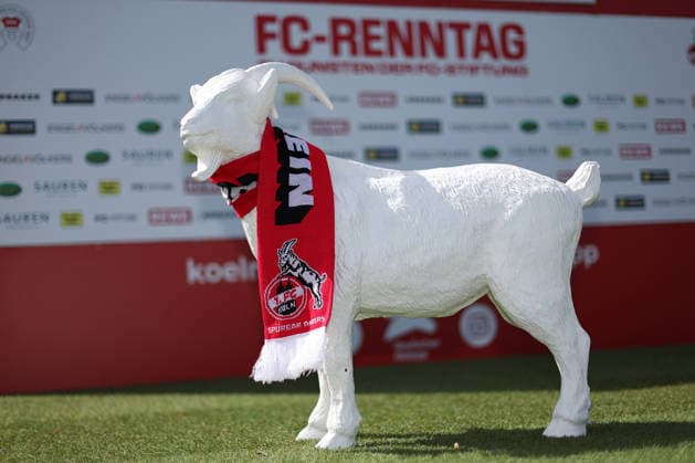 11.04.2024, Köln, FC-Renntag auf der Galopprennbahn in Köln, Figur Maskottchen Hennes Ziege Ziegenbock mit Fanschal 1. FC Köln mit Logo Vereinslogo Nordrhein-Westfalen Deutschland *** 11 04 2024, Cologne, FC race day at the racecourse in Cologne, figure mascot Hennes goat goat with fan scarf 1 FC Cologne with logo club logo North Rhine Westphalia Germany