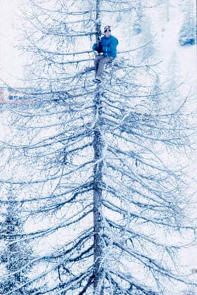 Olympische Winterspiele in Innsbruck 1976 Eine Person in Winterkleidung sitzt hoch oben in einem schneebedeckten, kahlen Baum. Im Hintergrund sind weitere verschneite Bäume zu sehen. Das Foto wurde während der Olympischen Winterspiele in Innsbruck aufgenommen. Österreich, 1976 Innsbruck Österreich *** Olympic Winter Games in Innsbruck 1976 a Person in Winter clothing sits vertical above in a snow-covered, bare Tree in Background are more covered Trees to see the Photo was during the Olympic Winter Games in Innsbruck Date Austria, 1976 Innsbruck Austria Copyright: xUnitedxArchivesx xSvenxSimonxSportx SVS_95020000315