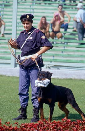 WM 1990 - Viertelfinale - Jugoslawien vs Argentinien - Polizist mit Hund WM 1990 in Italien, Artemio Franchi Stadion in Florenz, Viertelfinale: Jugoslawien vs Argentinien 2:3 nach Elfmeterschießen. Ein italienischer Polizist mit seinem Diensthund, einem Rottweiler, dieser hat einen zerknautschten Fussball und steht am Spielfeldrand. Florence Italy *** World Cup 1990 Quarter-finals Yugoslavia vs Argentina Policeman with Dog World Cup 1990 in Italy, Artemio Franchi Stadium in Florence, Quarter-finals Yugoslavia vs Argentina 2 3 After Penalty shootout a Italian Policeman with his Service dog, a Rottweiler, this one has a zerknautschten Football and is at Field edge Florence Italy Copyright: xUnitedxArchivesx xSvenxSimonxSportx SVS_95020000513