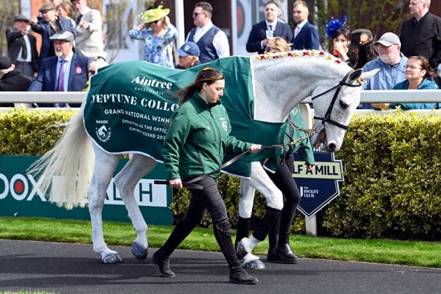 11.04.2026, Aintree, Liverpool, GBR - Former Grand National winner Neptune Collogne in the parade ring. Aintree racecourse. (Pferd, Neptune Collogne) 260411C901AINTREE.JPG *** 11 04 2026, Aintree, Liverpool, GBR Former Grand National winner Neptune Collogne in the parade ring Aintree racecourse horse, Neptune Collogne 260411C901AINTREE JPG