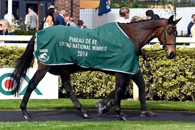 11.04.2026, Aintree, Liverpool, GBR - Former Grand National winner Pineau de Re in the parade ring. Aintree racecourse. (Pferd, Pineau de Re) 260411C905AINTREE.JPG *** 11 04 2026, Aintree, Liverpool, GBR Former Grand National winner Pineau de Re in the parade ring Aintree racecourse horse, Pineau de Re 260411C905AINTREE JPG