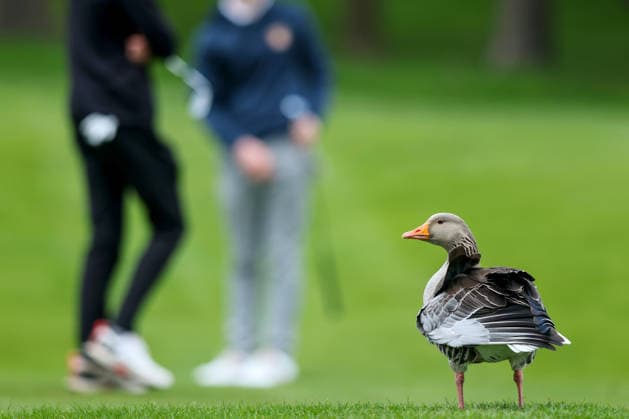 REPRO FREE *PRESS RELEASE NO REPRODUCTION FEE* EDITORIAL USE ONLY Flogas Irish Boys Amateur Open Championship, Malone Golf Club, Belfast 19 4 2026 A view of a duck A view of a duck 19 4 2026  Copyright: x INPHO RyanxByrnex RB1_2785