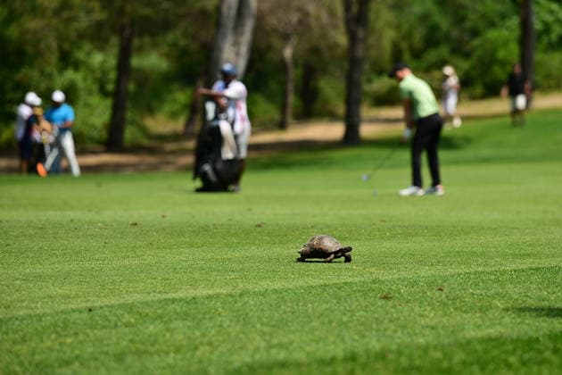 Turkish Airlines Open 2026 kicks off in Antalya ANTALYA, TURKIYE - APRIL 30: A turtle is seen crossing the course during the Turkish Airlines Open 2026 Golf Tournament at the Regnum National Golf Club in Antalya, Turkiye on April 30, 2026. Orhan Cicek Anadolu Antalya Turkey. Editorial use only. Please get in touch for any other usage.  Copyright: x2026xAnadoluxOrhanxCicekx