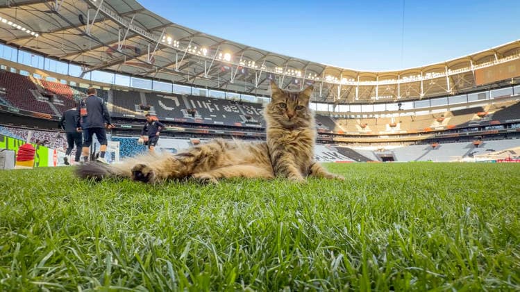Türkei, Istanbul, Europa: Fussball UEFA Europa League 2025 - 2026, Finale, SC Freiburg vs Aston Villa, Tüpras Stadyumu, Katze auf dem Spielfeld während des Abschlusstrainings des SC Freiburg im Stadion von Besiktas Istanbul. Kuriose und idyllische Momentaufnahme vor dem Europapokal-Finale, Stadionatmosphäre, Rasensport, UEFA, Fussball, Medienmoment, Tier auf dem Rasen, Vorbereitung, Finalstimmung, Sportstätte, Istanbul Final 2026. Copyright: xJOERANxSTEINSIEKx