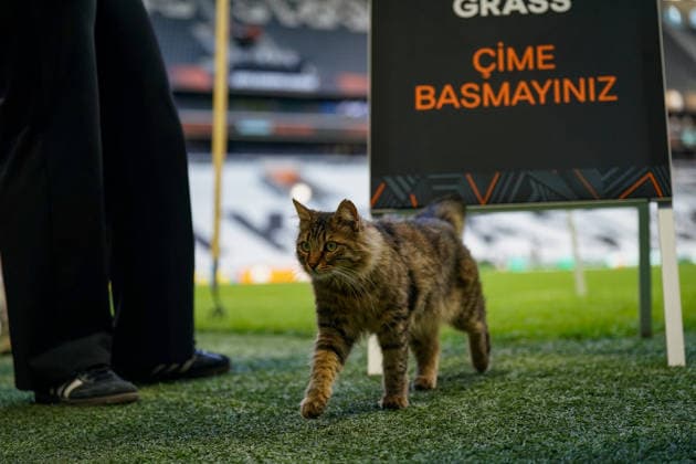 Türkei, Istanbul, Europa: Fussball UEFA Europa League 2025 - 2026, Finale, SC Freiburg vs Aston Villa, Tüpras Stadyumu, Katze auf dem Spielfeld während des Abschlusstrainings des SC Freiburg im Stadion von Besiktas Istanbul. Kuriose und idyllische Momentaufnahme vor dem Europapokal-Finale, Stadionatmosphäre, Rasensport, UEFA, Fussball, Medienmoment, Tier auf dem Rasen, Vorbereitung, Finalstimmung, Sportstätte, Istanbul Final 2026. Copyright: xJOERANxSTEINSIEKx