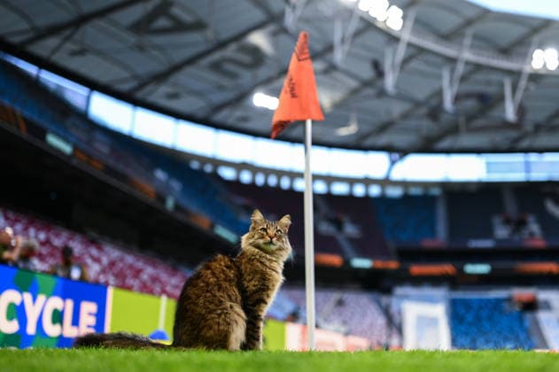 Freiburg completes preparations for Aston Villa match ISTANBUL, TURKIYE - MAY 19: A cat is seen at the pitch as Freiburg completes its preparations with a training session at Tupras Stadium ahead of tomorrow’s UEFA Europa League match against England’s Aston Villa in Istanbul, Turkiye on May 19, 2026. Arif Hudaverdi Yaman Anadolu Istanbul Turkey. Editorial use only. Please get in touch for any other usage.  Copyright: x2026xAnadoluxArifxHudaverdixYamanx