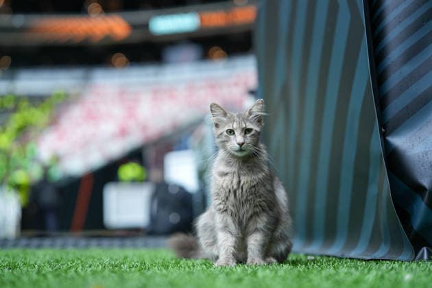Katze im Stadion, Stadionkatze , Türkei, Fussball, UEFA Europa League, Finale, 2025 2026, SC Freiburg vs. Aston Villa, 20.05.2026, TüpraÅü Stadium, BeÅüiktaÅü Park, Istanbul Istanbul TüpraÅü Stadium, BeÅüiktaÅü Par Istanbul Türkei Copyright: xArnexAmbergx