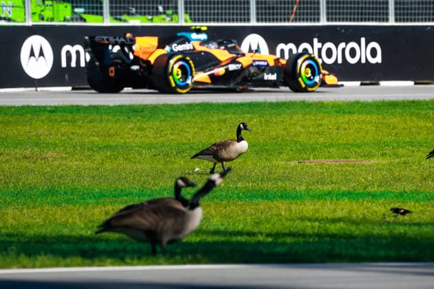 F1 - CANADIAN GRAND PRIX 2026 Geese birds watching 01 NORRIS Lando (gbr), McLaren F1 Team MCL40, action during the Formula 1 Grand Prix du Canada 2026, 5th round of the 2026 Formula One World Championship, WM, Weltmeisterschaft from May 22 to 24, 2026 on the Circuit Gilles Villeneuve, in MontrÃ al, Canada - MontrÃ alCanada  Copyright: xFLORENTxGOODENx