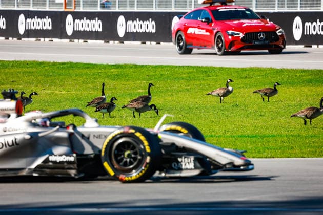 F1 - CANADIAN GRAND PRIX 2026 Geese goose birds HULKENBERG Nico (ger), Audi F1 Team R26, FIA Mercedes-AMG GT 63 S 4MATIC+ Medical Car during the Formula 1 Grand Prix du Canada 2026, 5th round of the 2026 Formula One World Championship, WM, Weltmeisterschaft from May 22 to 24, 2026 on the Circuit Gilles Villeneuve, in MontrÃ al, Canada - MontrÃ alCanada  Copyright: xFLORENTxGOODENx