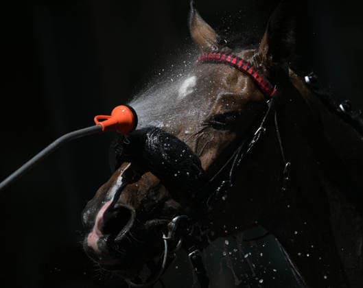 25.05.2026, xophax, kölngalopp , Rennbahn , Weidenpesch , Benefiz Renntag , Sommer , Hitze in Deutschland. Pferd wir nach dem Rennen mit Wasser bespritzt. Koeln
