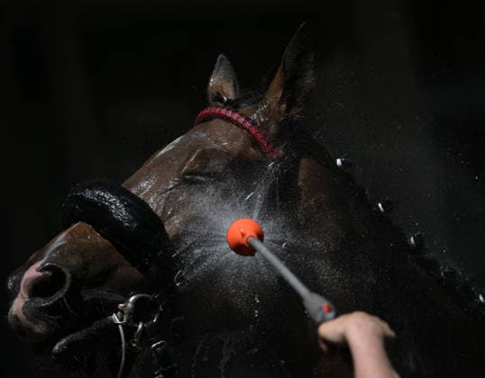 25.05.2026, xophax, kölngalopp , Rennbahn , Weidenpesch , Benefiz Renntag , Sommer , Hitze in Deutschland. Pferd wir nach dem Rennen mit Wasser bespritzt. Koeln