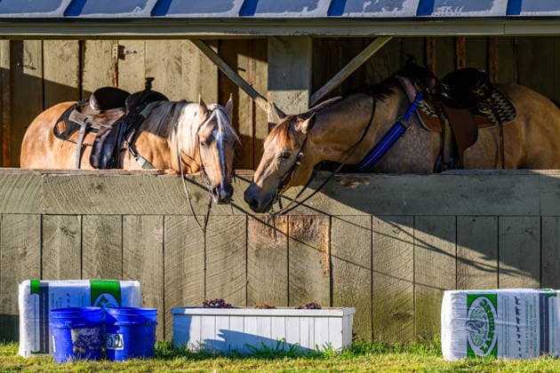 June 3, 2026, USA: Scenes from the backside at Saratoga Racecourse in Saratoga Springs, New York on June 3, 2026. Eclipse Sportswire CSM USA - ZUMAcs17 20260603_faf_cs17_030 Copyright: x CarlosxJ.xCalox