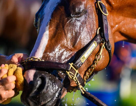 Horse Racing 2026: Belmont Stakes Preparations JUN 3 June 3, 2026, USA: Scenes from the backside at Saratoga Racecourse in Saratoga Springs, New York on June 3, 2026. Carlos J. Calo Eclipse Sportswire CSM(Credit Image: Â Carlos J. Calo Cal Media) USA EDITORIAL USE ONLY Copyright: xx ZUMA-20260603_faf_cs17_037.jpg CarlosxJ.xCalox csmphotothree492972