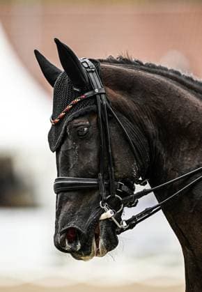 Balve Optimum am Freitag, 5. Juni 2026 ** NUR FÜR REDAKTIONELLE ZWECKE ** EDITORIAL USE ONLY **<p>Regine Mispelkamp auf Highlander Delights beim Preis der 360 Grad Sportpferde Deutsche Meisterschaften Para Dressur Grad IV und V am Freitag, 5. Juni 2026 beim Balve Optimum in Balve. . Copyright: SvenjaxHanusch