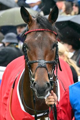 06.06.2026, Epsom, Surrey, GBR - Portrait of Maltese Cross. Epsom Downs racecourse. (Pferd, Maltese Cross, Portrait, Portraet) 260606C716EPSOM.JPG