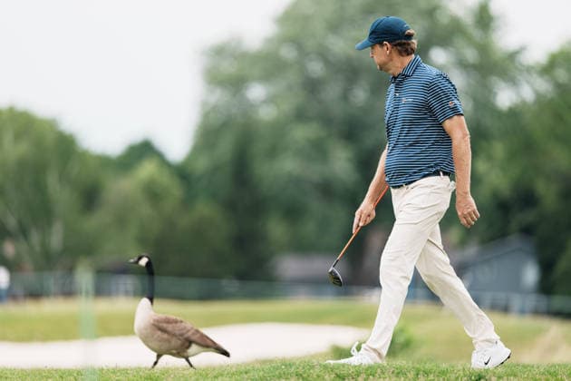 PGA, Golf Herren Tour Champions: American Family Insurance Championship - Final Round MADISON, WI - JUNE 7: George McNeill walks with a golf club in his hand near a Canada goose on hole 15 during the PGA Tour Champions: American Family Insurance Championship - Final Round at TPC Wisconsin on June 7, 2026 in Madison, Wisconsin. Madison TPC Wisconsin WI United States Copyright: xRossxHarried ISIxPhotosx 9314