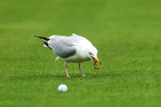 REPRO FREE *PRESS RELEASE NO REPRODUCTION FEE* EDITORIAL USE ONLY East of Ireland Women s Amateur Open, Woodbrook Golf Club, Dublin 12 6 2026 A view of a seagull next to a players ball A view of a seagull next to a players ball 12 6 2026  Copyright: x INPHO BryanxKeanex BK1_1335 copy