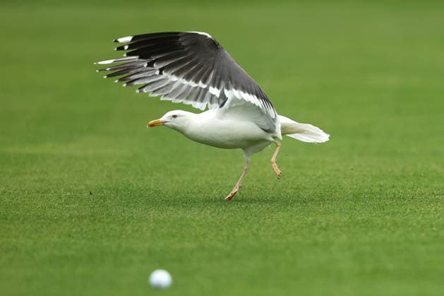 REPRO FREE *PRESS RELEASE NO REPRODUCTION FEE* EDITORIAL USE ONLY East of Ireland Women s Amateur Open, Woodbrook Golf Club, Dublin 12 6 2026 A view of a seagull next to a players ball A view of a seagull next to a players ball 12 6 2026  Copyright: x INPHO BryanxKeanex BK1_1375 copy