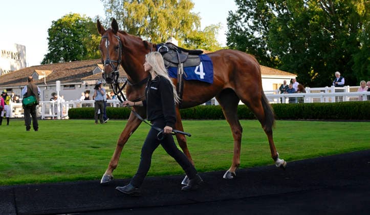 Newton Abbot Races, Newton Abbot, UK - 12 June 2026 Race winner, Beorma ridden by Harry Skelton wins best turned out. Race 6 - 20:10 Newton Abbot - Sun Racing The Favourite Pullout Every Day Handicap Chase (GBB Race) (Class 4) at Newton Abbot Racecourse, Newton Abbot, Devon, England - Newton Abbot Newton Abbot Racecourse Devon England Copyright: xPhilxMingo PPAUKx PPA-280806