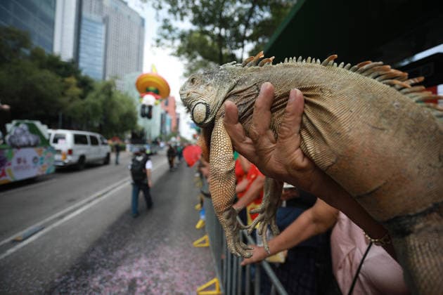 World Cup parade held in Mexico City MEXICO CITY, MEXICO - JUNE 13: A spectator holds an iguana during the World Cup parade, in Mexico City, Mexico on June 13, 2026. Thousands of participants, including dancers, football-themed floats and giant inflatable figures, took part in the World Cup parade as part of the cultural activities organized by the Mexico City government during the World Cup. Daniel Cardenas Anadolu Mexico City Mexico. Editorial use only. Please get in touch for any other usage.  Copyright: x2026xAnadoluxDanielxCardenasx