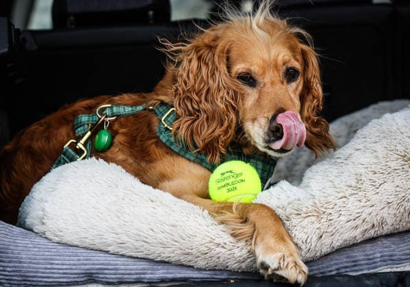 ATP, Tennis Herren Men s Tournament, Elm Park Golf & Sports Club, Dublin 15 6 2026 2nd Round Qualifying Ammar Elamin vs Thanasi Kokkinakis Willow the dog in attendance at the tournament Willow the dog in attendance at the tournament 15 6 2026  Copyright: x INPHO TomxMaherx RDR_3500