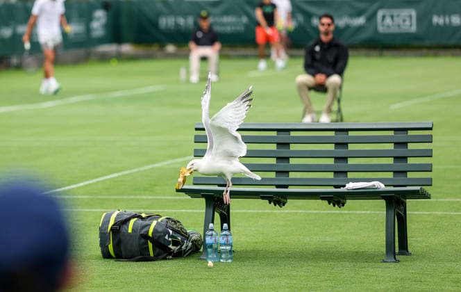 ATP, Tennis Herren Men s Tournament, Elm Park Golf & Sports Club, Dublin 16 6 2026 A seagull steals Conor Gannon™s banana from his bag during the game A seagull steals Conor Gannon™s banana from his bag during the game 16 6 2026  Copyright: x INPHO NickxElliottx NE1L8546