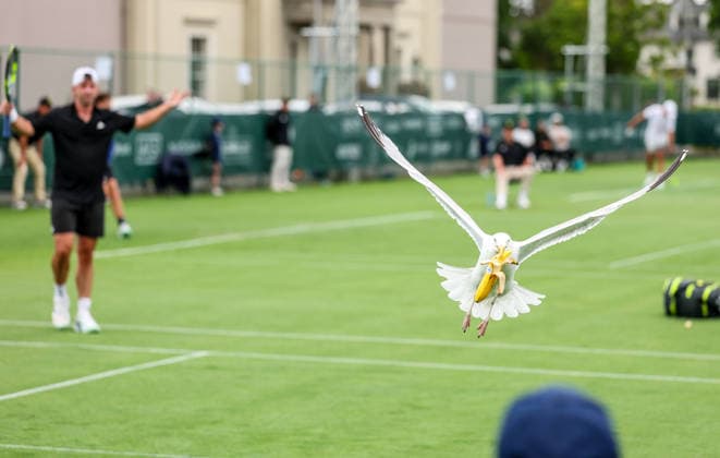ATP, Tennis Herren Men s Tournament, Elm Park Golf & Sports Club, Dublin 16 6 2026 A seagull steals Conor Gannon™s banana from his bag during the game A seagull steals Conor Gannon™s banana from his bag during the game 16 6 2026  Copyright: x INPHO NickxElliottx NE1L8576