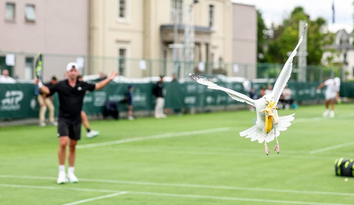 ATP, Tennis Herren Men s Tournament, Elm Park Golf & Sports Club, Dublin 16 6 2026 A seagull steals Conor Gannon™s banana from his bag during the game A seagull steals Conor Gannon™s banana from his bag during the game 16 6 2026  Copyright: x INPHO NickxElliottx NE1L8580 copy