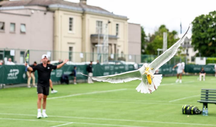 ATP, Tennis Herren Men s Tournament, Elm Park Golf & Sports Club, Dublin 16 6 2026 A seagull steals Conor Gannon™s banana from his bag during the game A seagull steals Conor Gannon™s banana from his bag during the game 16 6 2026  Copyright: x INPHO NickxElliottx NE1L8582 copy