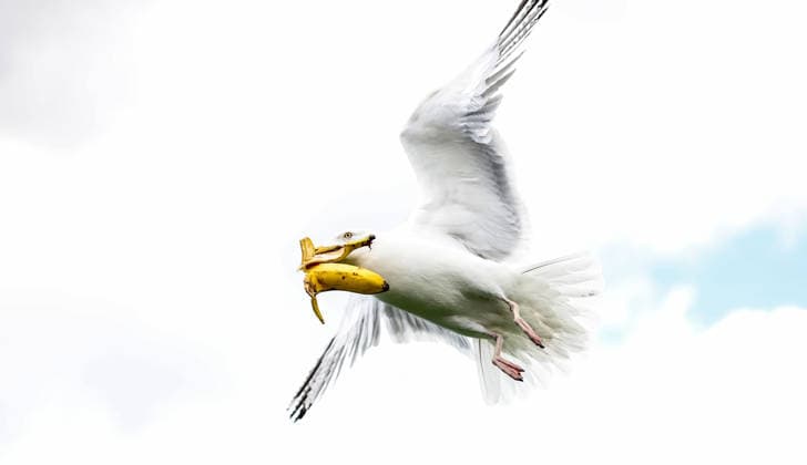 ATP, Tennis Herren Men s Tournament, Elm Park Golf & Sports Club, Dublin 16 6 2026 A seagull steals Conor Gannon™s banana from his bag during the game A seagull steals Conor Gannon™s banana from his bag during the game 16 6 2026  Copyright: x INPHO NickxElliottx NE1L8603