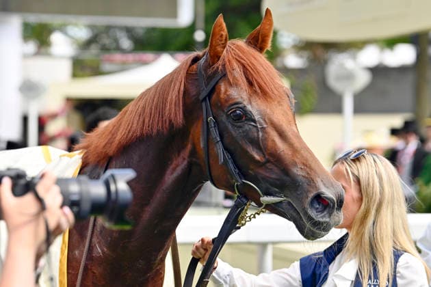 16.06.2026, Ascot, Windsor, GBR - Portrait of Great Barrier Reef. Ascot racecourse. (Pferd, Great Barrier Reef, Portrait, Portraet) 260616C910ROYAL_ASCOT.JPG