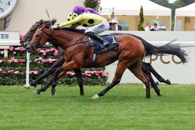 16.06.2026, Ascot, Windsor, GBR - Bow Echo with Billy Loughnane up wins the St James s Palace Stakes. Ascot racecourse. (Pferd, Jockey, Bow Echo, Loughnane, Sieg, Ziel, Zielankunft) 260616D543ROYAL_ASCOT.JPG