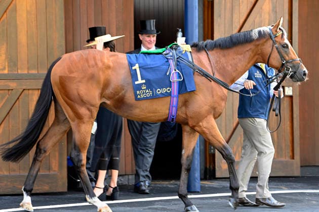 16.06.2026, Ascot, Windsor, GBR - Portrait of Bow Echo. Ascot racecourse. (Pferd, Bow Echo, Portrait, Portraet) 260616C911ROYAL_ASCOT.JPG