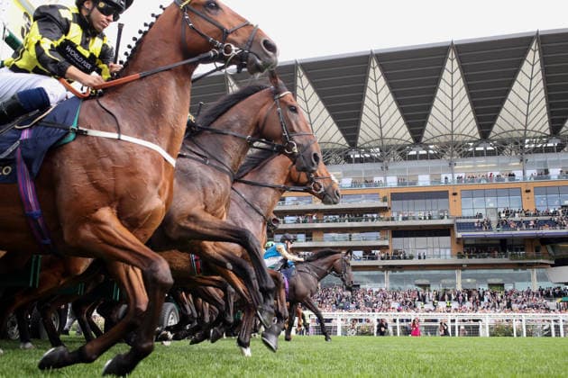 16.06.2026, Ascot, Windsor, GBR - Stalls are open for a race in front of the grandstand. Ascot racecourse. (Pferde, Jockeys, Start, Startmaschine, starten, abspringen, Startphase, Tribuene, Galopp, Galopprennsport, Pferderennsport, Pferderennen, Galopprennen) 260616D584ROYAL_ASCOT.JPG