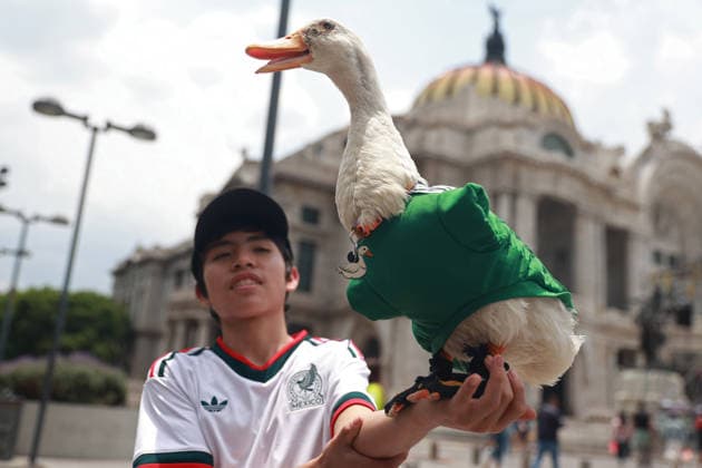 Merlin the duck, the unofficial mascot of the Mexican national team, Nationalteam MEXICO CITY, MEXICO - JUNE 16: Merlin the duck, wearing a Mexico national team jersey, is held by his owner Christian Gomez, outside the Palacio de Bellas Artes, in Mexico City, Mexico on June 16, 2026. Karla Gomez and her son Christian own Merlin, a duck that has gone viral on social media after appearing during celebrations by Mexican fans. The duck is often seen wearing a Mexico national team jersey and has been adopted by the public as an unofficial mascot of the Mexican team. Daniel Cardenas Anadolu Mexico City Mexico. Editorial use only. Please get in touch for any other usage.  Copyright: x2026xAnadoluxDanielxCardenasx