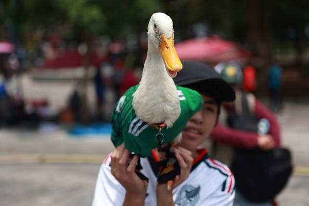 Merlin the duck, the unofficial mascot of the Mexican national team, Nationalteam MEXICO CITY, MEXICO - JUNE 16: Merlin the duck, wearing a Mexico national team jersey, is held by his owner Christian Gomez, outside the Palacio de Bellas Artes, in Mexico City, Mexico on June 16, 2026. Karla Gomez and her son Christian own Merlin, a duck that has gone viral on social media after appearing during celebrations by Mexican fans. The duck is often seen wearing a Mexico national team jersey and has been adopted by the public as an unofficial mascot of the Mexican team. Daniel Cardenas Anadolu Mexico City Mexico. Editorial use only. Please get in touch for any other usage.  Copyright: x2026xAnadoluxDanielxCardenasx