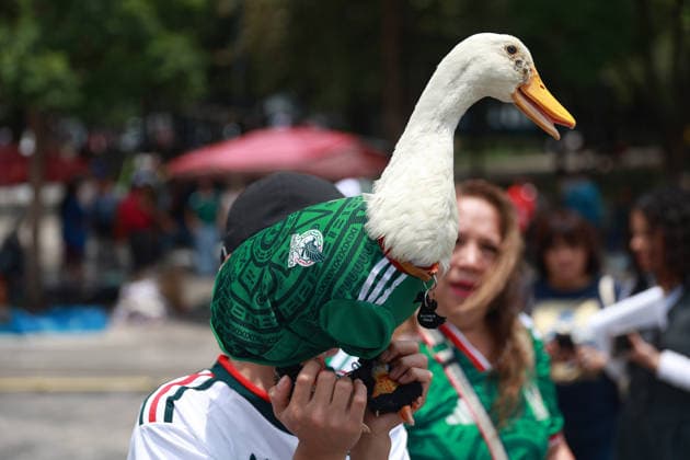 Merlin the duck, the unofficial mascot of the Mexican national team, Nationalteam MEXICO CITY, MEXICO - JUNE 16: Merlin the duck, wearing a Mexico national team jersey, is held by his owner Christian Gomez, outside the Palacio de Bellas Artes, in Mexico City, Mexico on June 16, 2026. Karla Gomez and her son Christian own Merlin, a duck that has gone viral on social media after appearing during celebrations by Mexican fans. The duck is often seen wearing a Mexico national team jersey and has been adopted by the public as an unofficial mascot of the Mexican team. Daniel Cardenas Anadolu Mexico City Mexico. Editorial use only. Please get in touch for any other usage.  Copyright: x2026xAnadoluxDanielxCardenasx